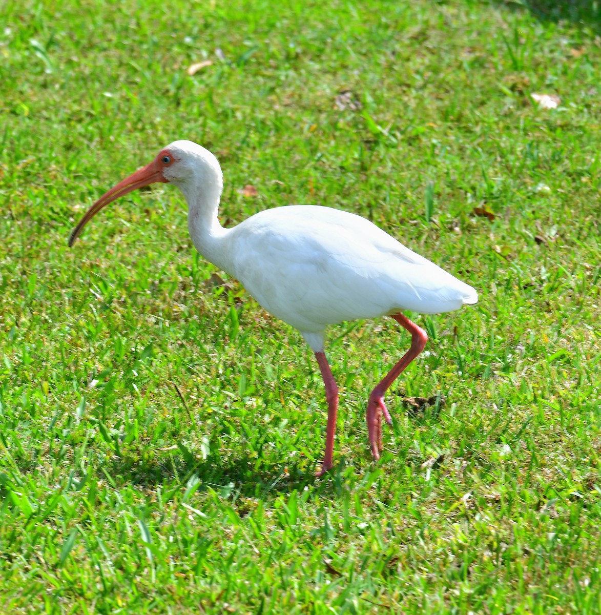 White Ibis - ML642541957
