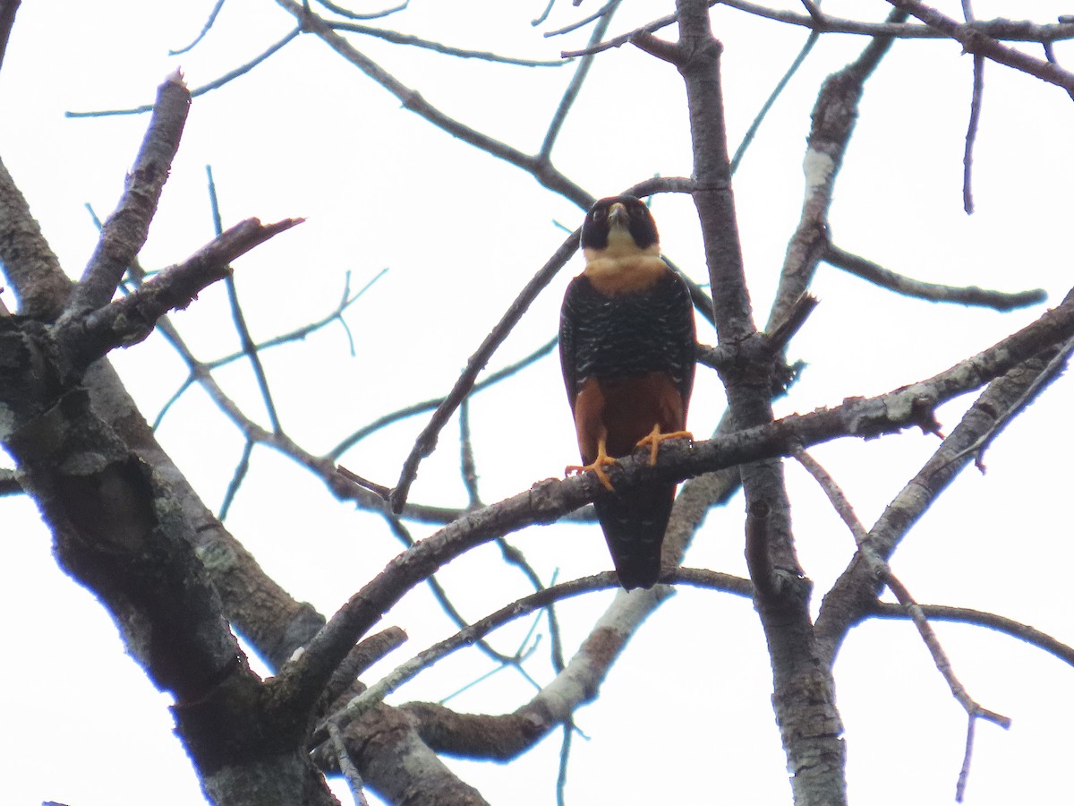 Bat Falcon - ML642541981