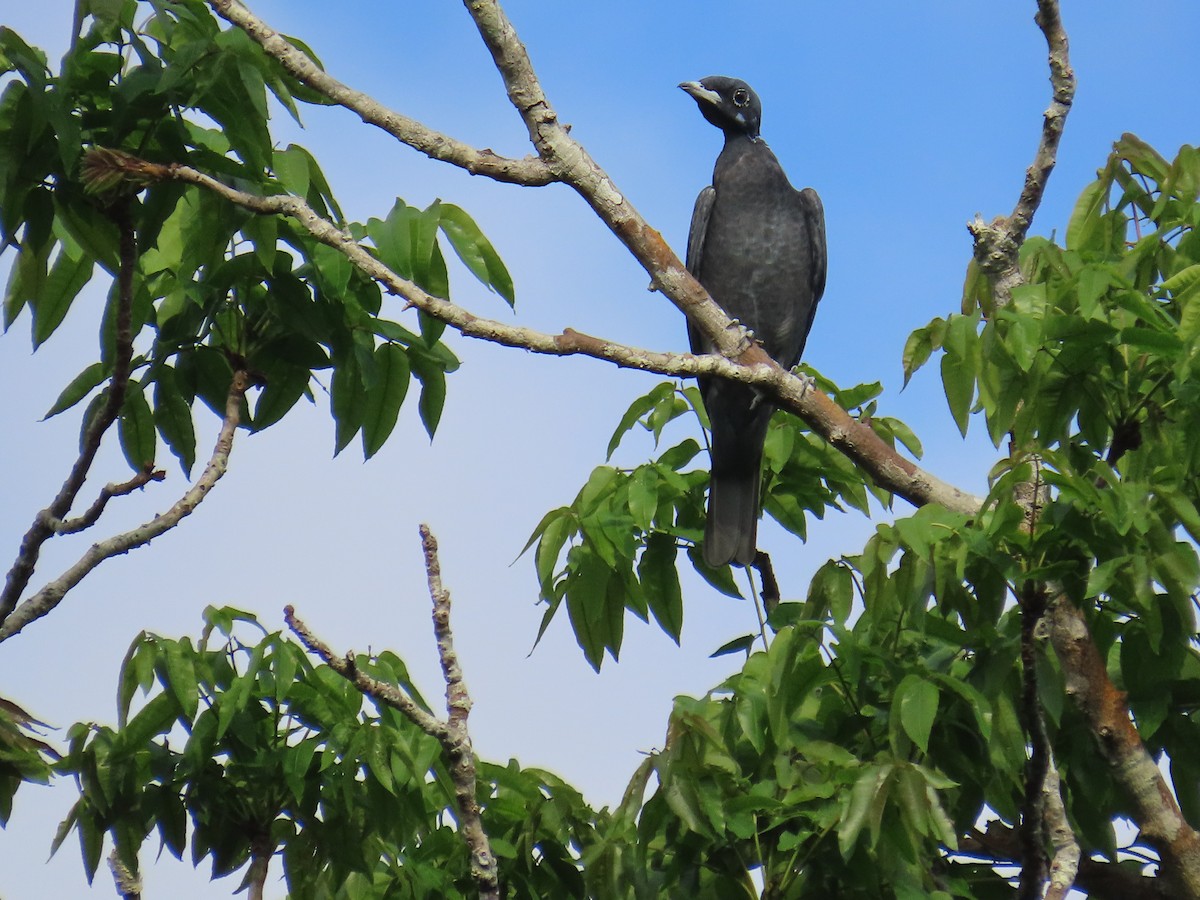 Bare-necked Fruitcrow - ML642542001