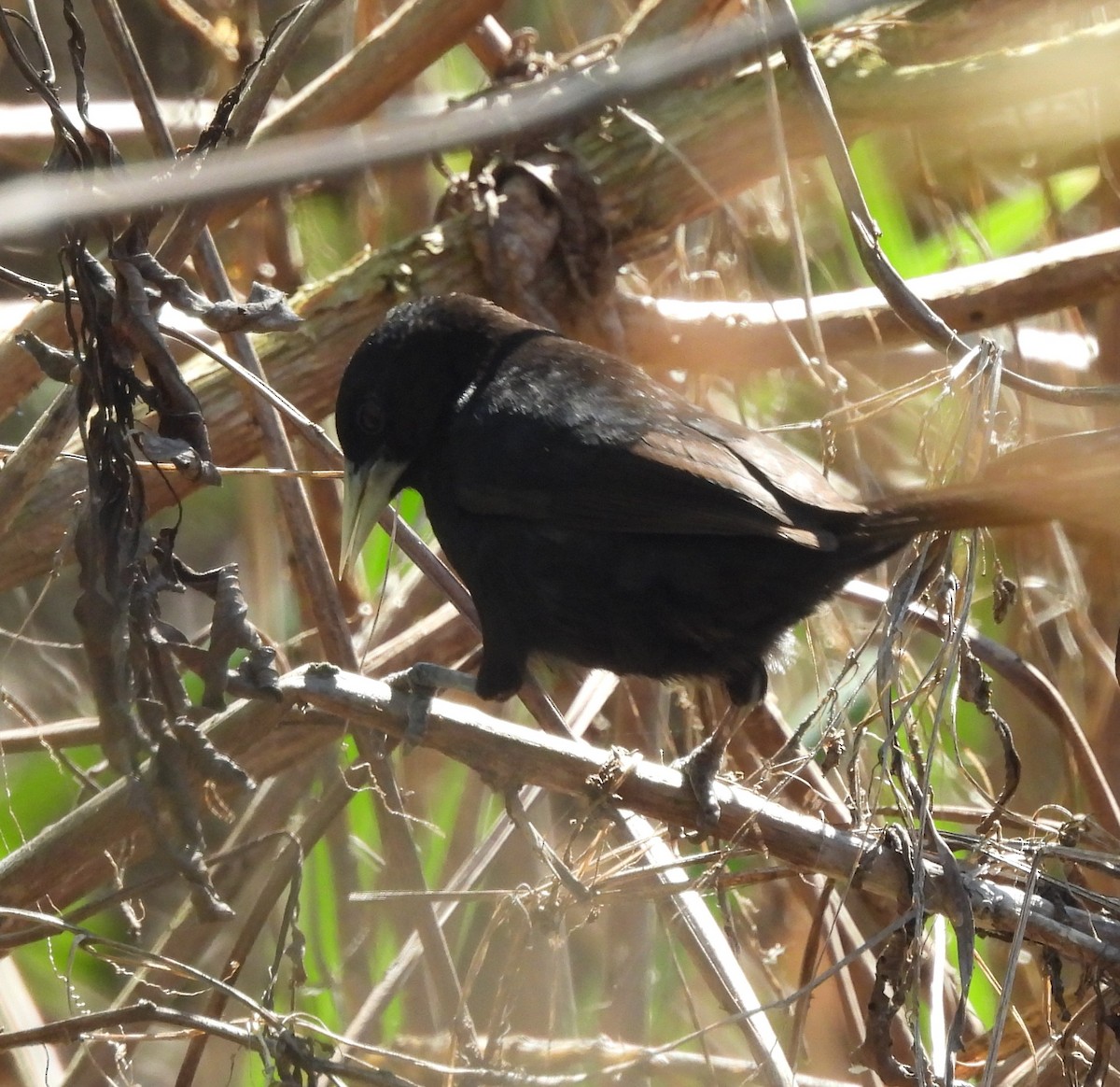 Solitary Black Cacique - ML642542004