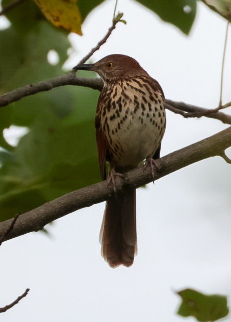Brown Thrasher - Melissa Madsen