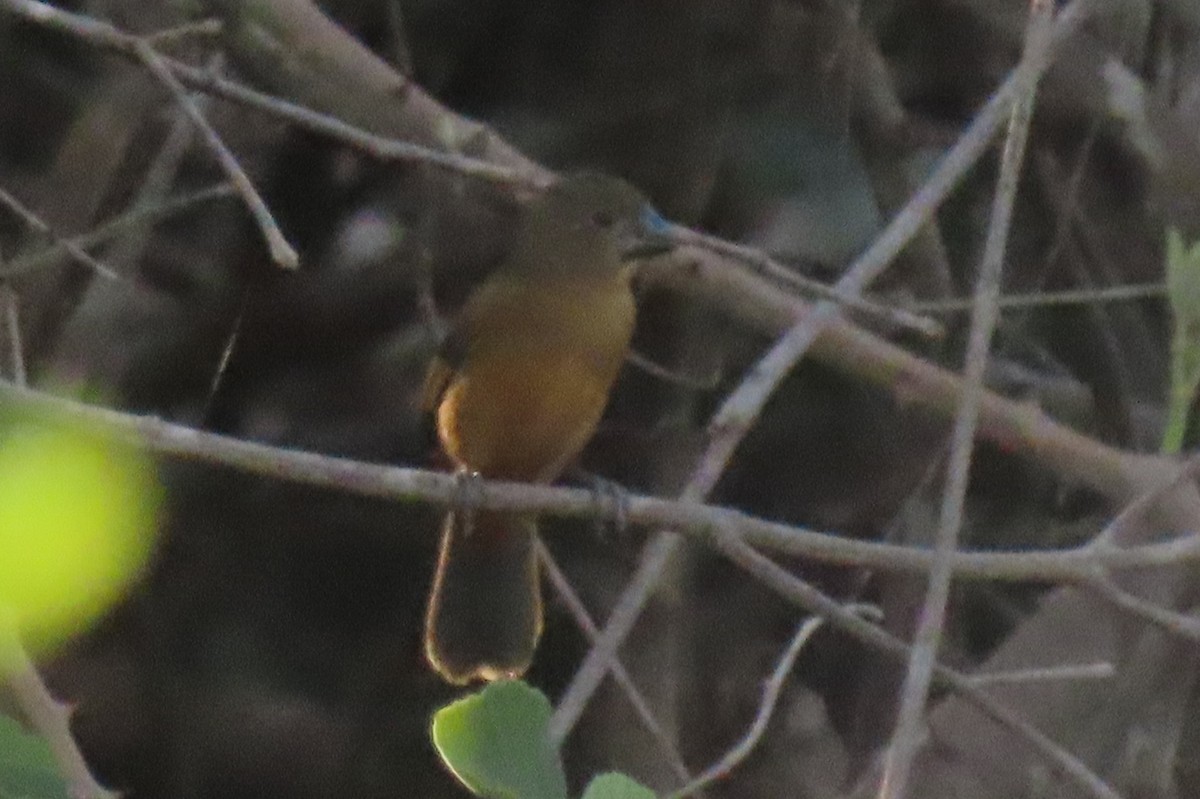 Rusty-collared Seedeater - Becky Marvil