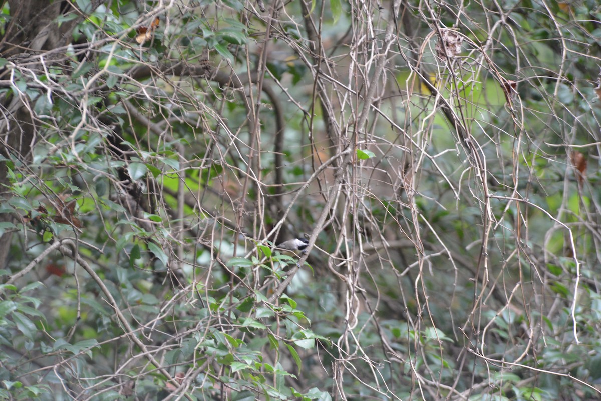 Carolina Chickadee - Van M.