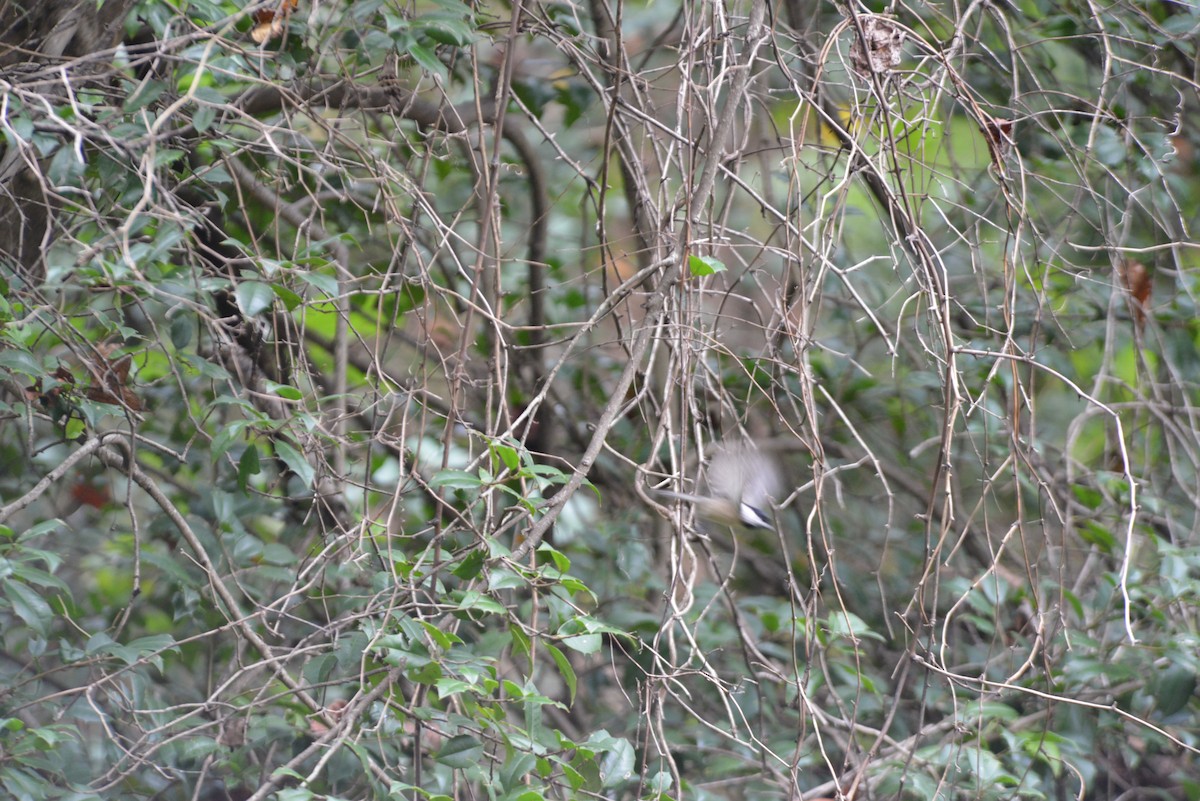 Carolina Chickadee - Van M.