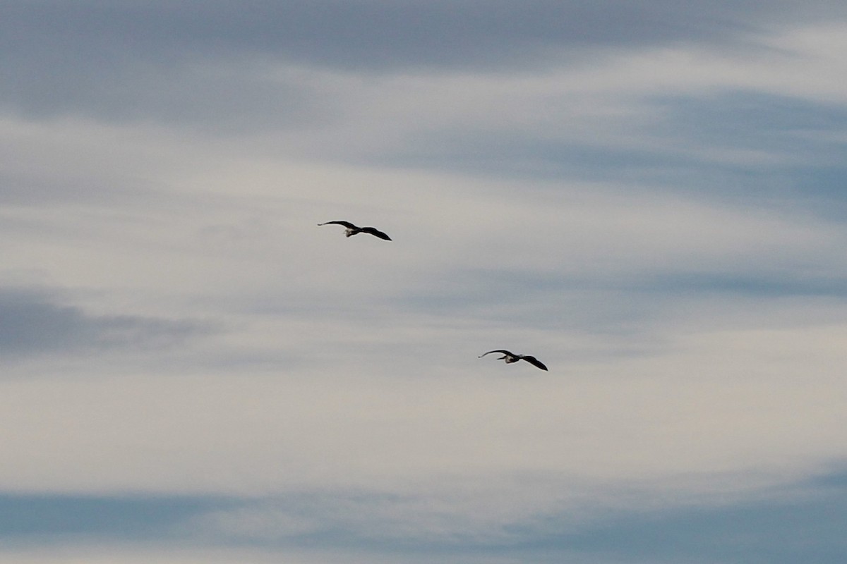 Great Blue Heron - Elaine Cassidy