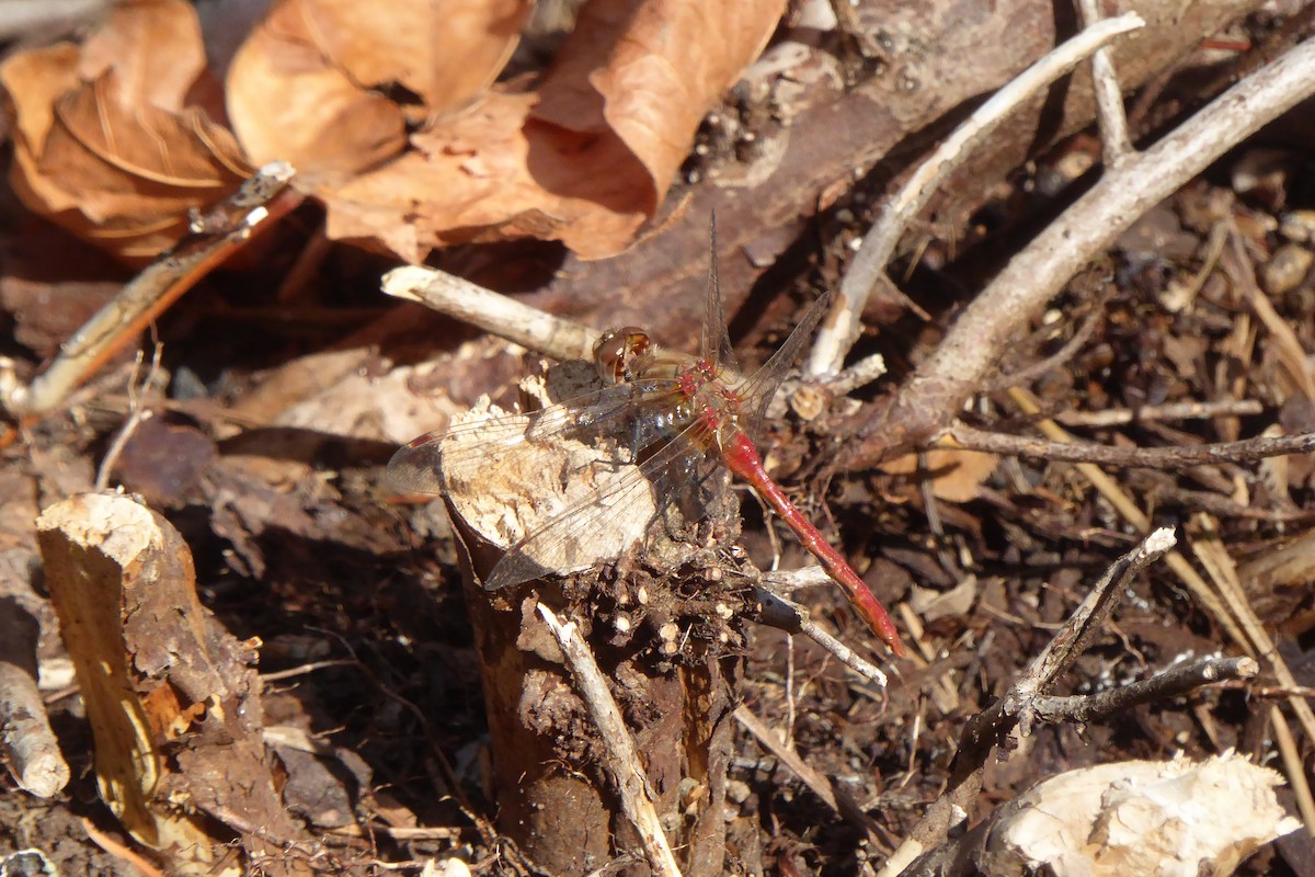 Striped Meadowhawk - ML642542022