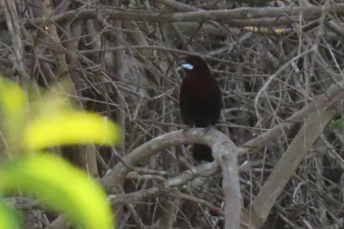 Silver-beaked Tanager - Becky Marvil