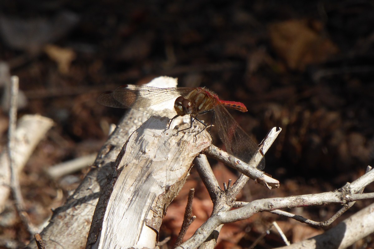 Striped Meadowhawk - ML642542045