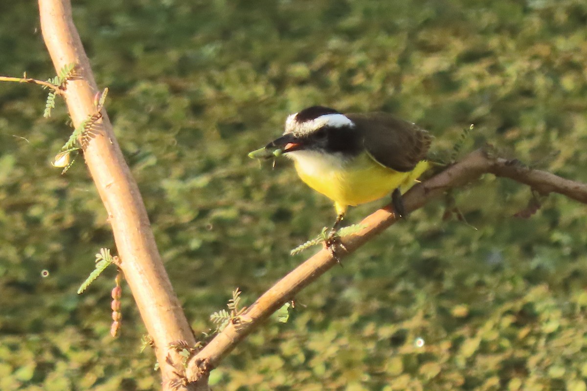 Lesser Kiskadee - ML642542049