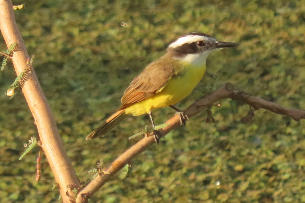 Lesser Kiskadee - ML642542050