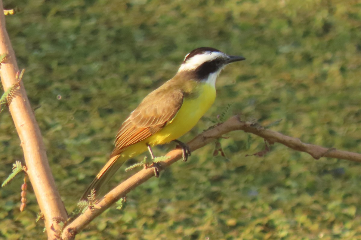 Lesser Kiskadee - ML642542051