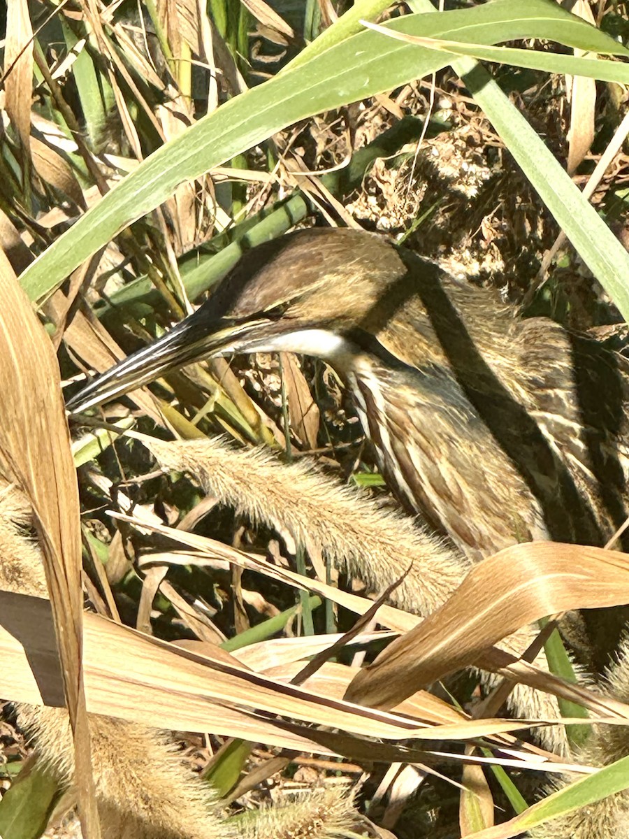 American Bittern - ML642542055