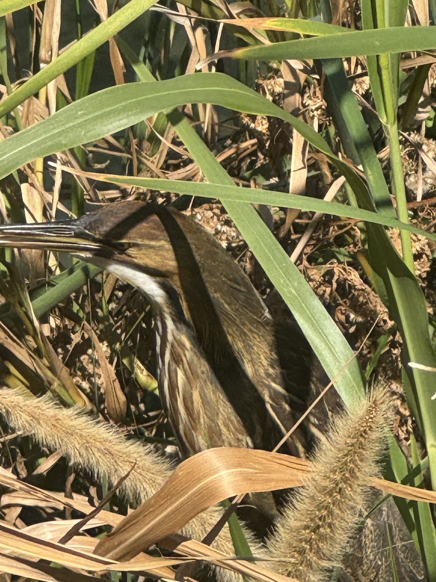 American Bittern - ML642542056
