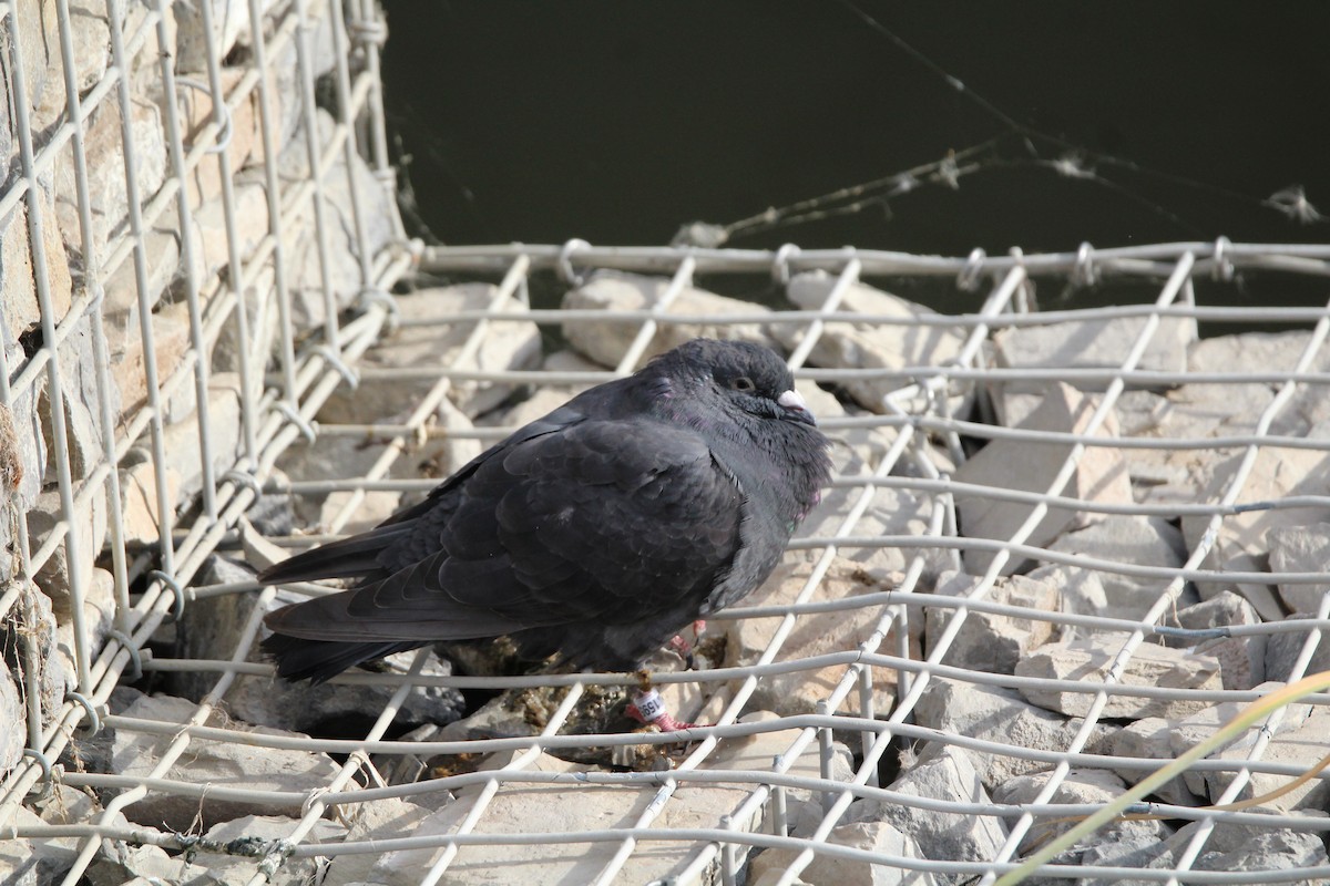 Piccione domestico - ML642542082