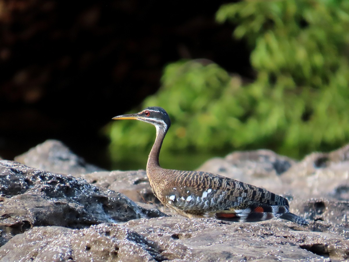 Sunbittern - ML642542083