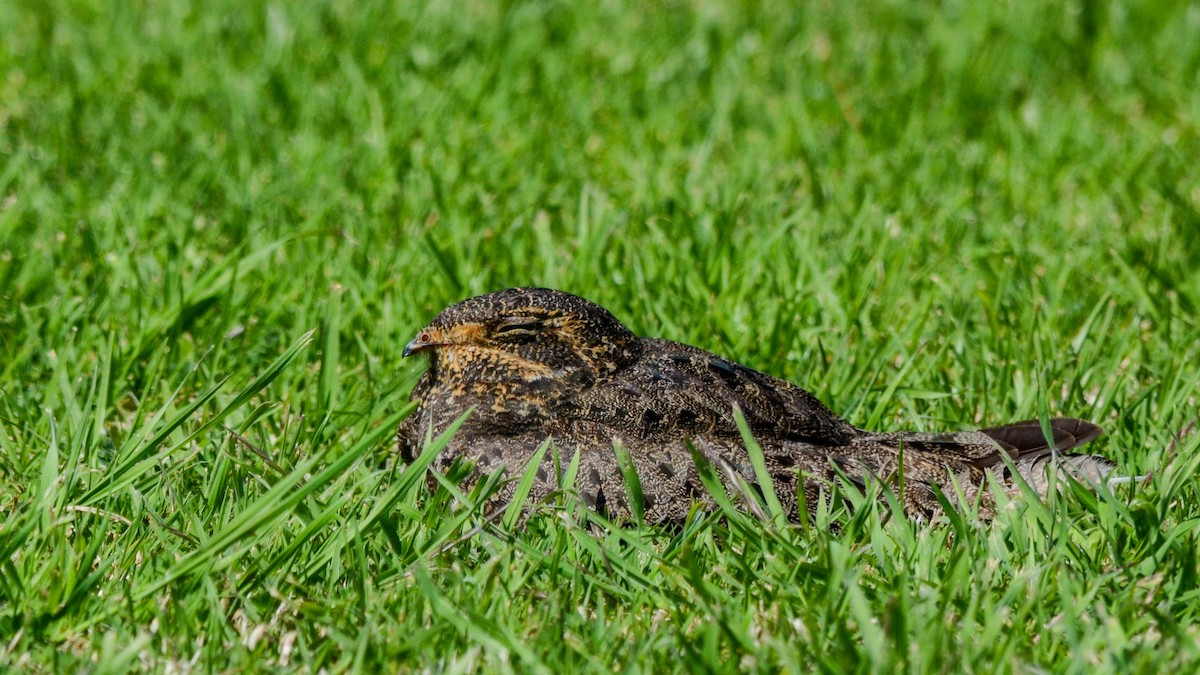 Nacunda Nighthawk - ML642542088