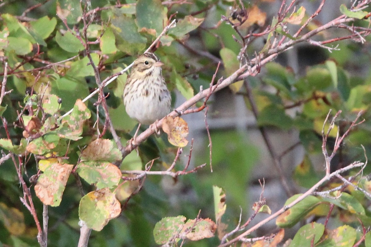 Savannah Sparrow - ML642542196