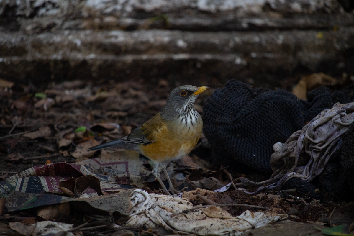 Rufous-backed Robin - ML642542214