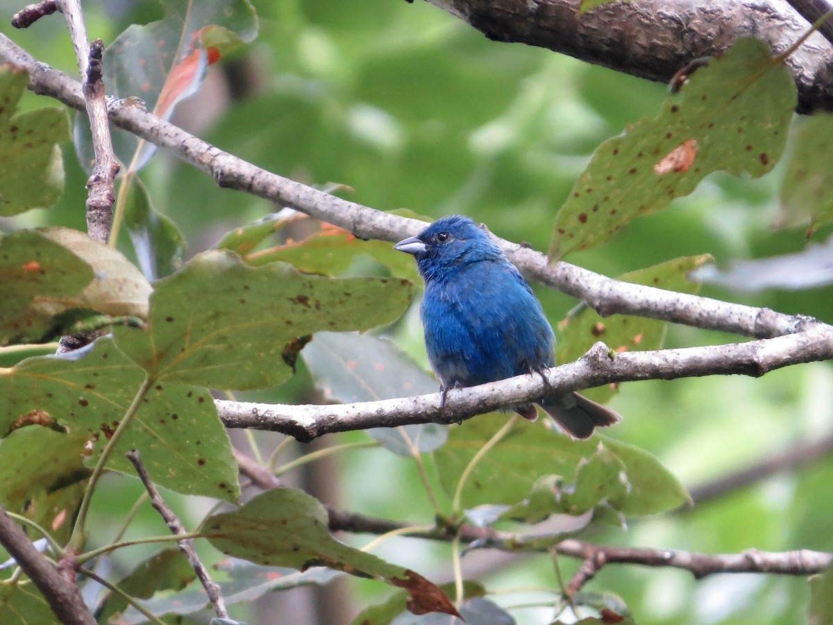 Indigo Bunting - ML642542219