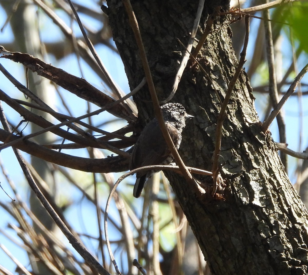 White-barred Piculet - ML642542229