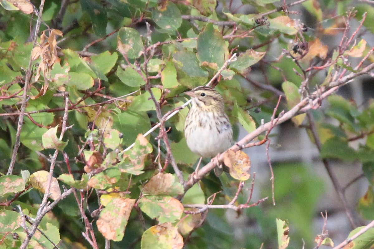 Savannah Sparrow - ML642542241