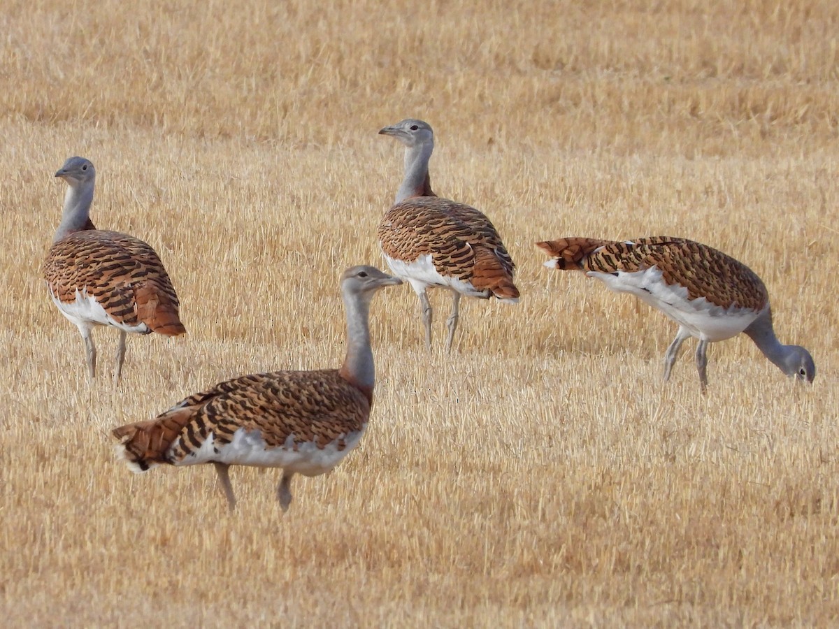 ノガン - ML642542268