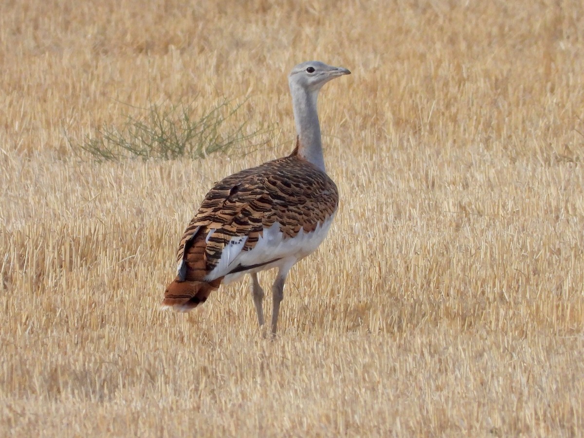 ノガン - ML642542269