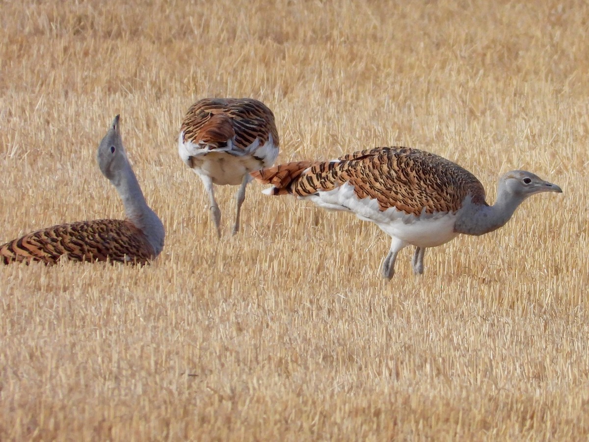 ノガン - ML642542270