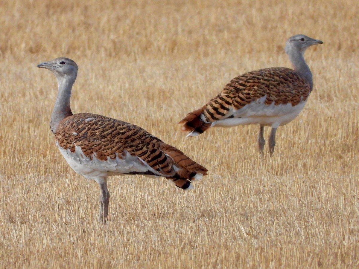 ノガン - ML642542273