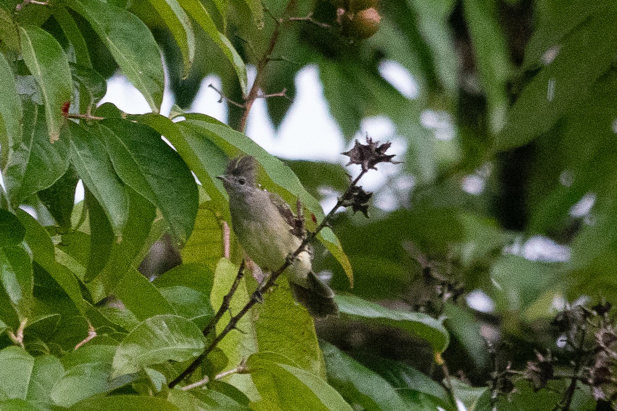 キバラシラギクタイランチョウ - ML642542280