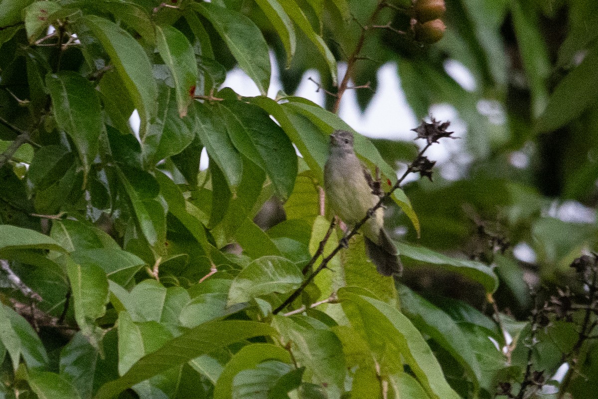 キバラシラギクタイランチョウ - ML642542288