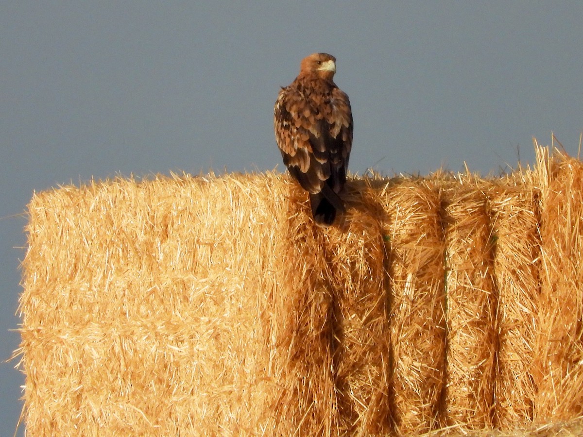 ニシカタジロワシ - ML642542319