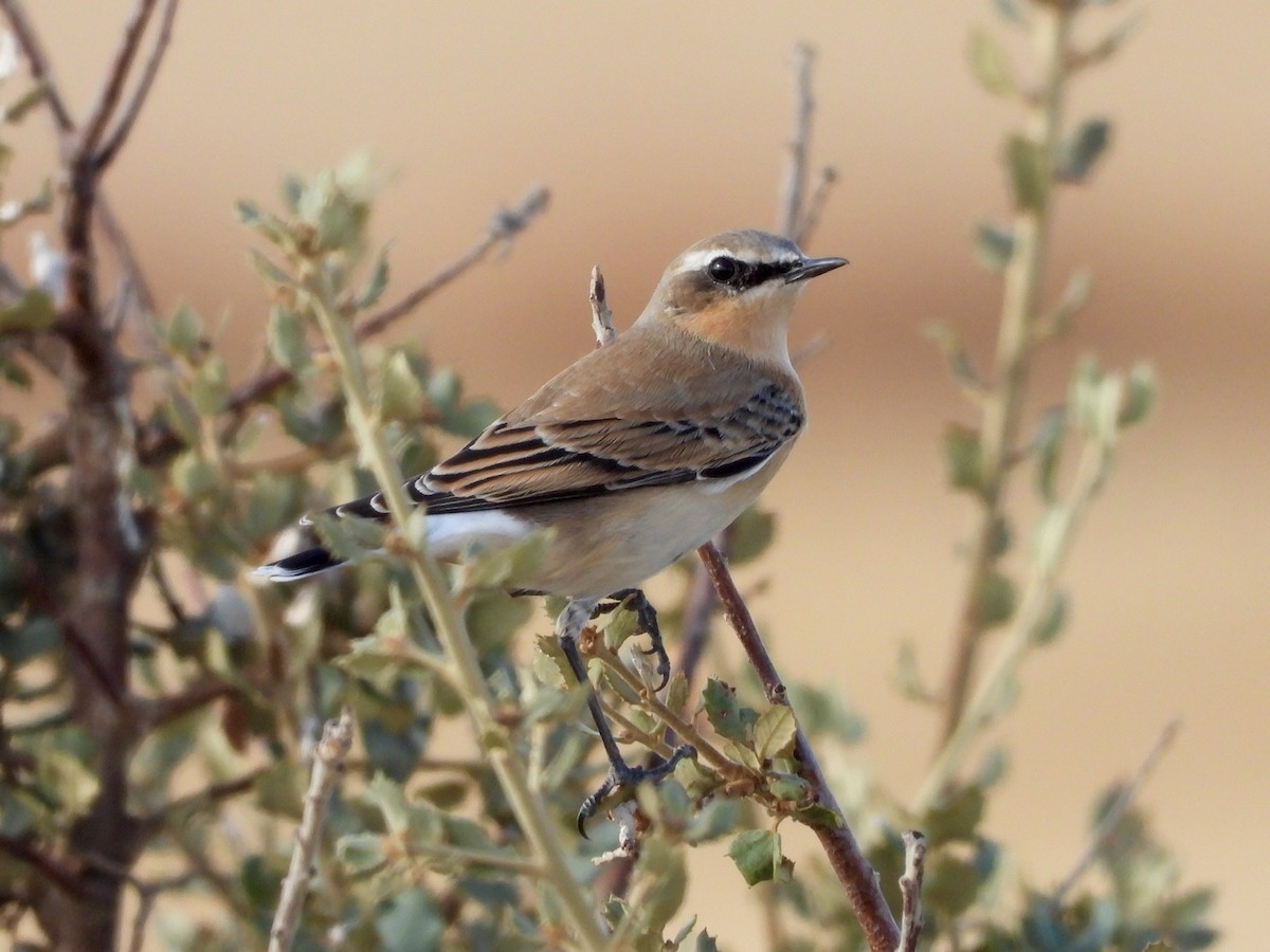 ハシグロヒタキ - ML642542342