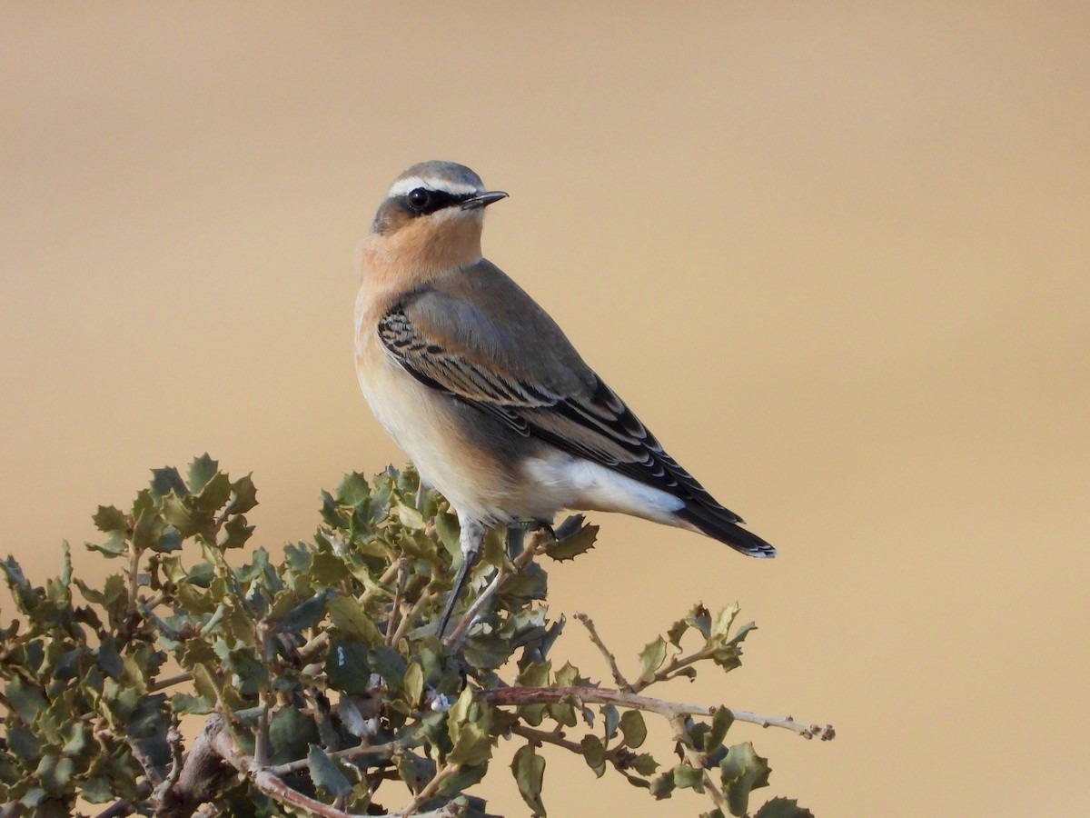 ハシグロヒタキ - ML642542343