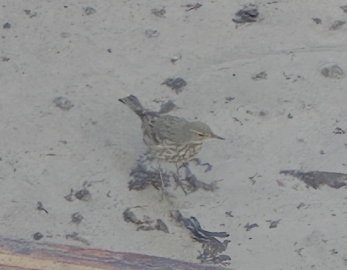 Rock Pipit - ML642542354