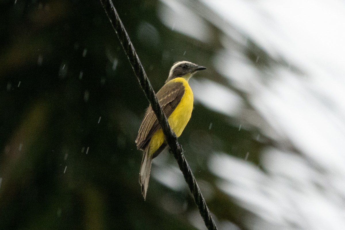 アカボウシヒタキモドキ - ML642542378