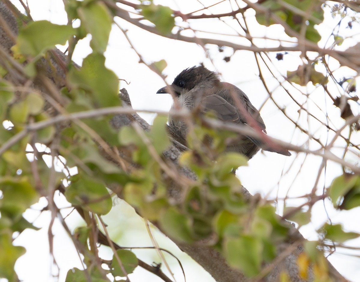 Bulbul arrunta - ML642542387