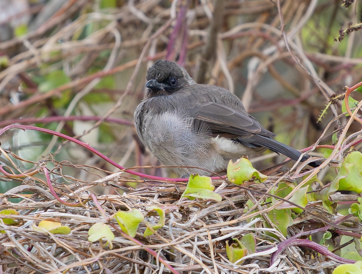 Bulbul arrunta - ML642542388