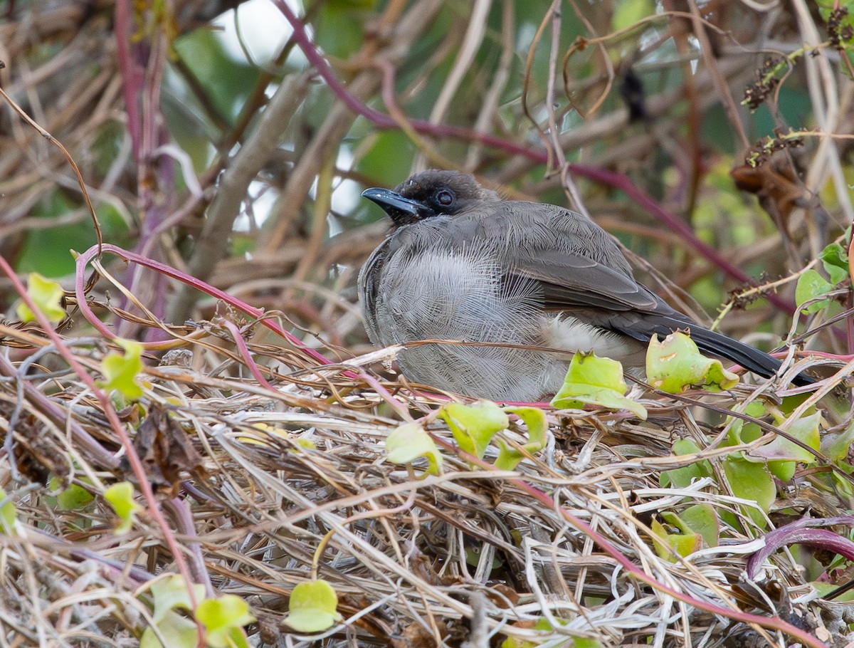 Bulbul arrunta - ML642542389