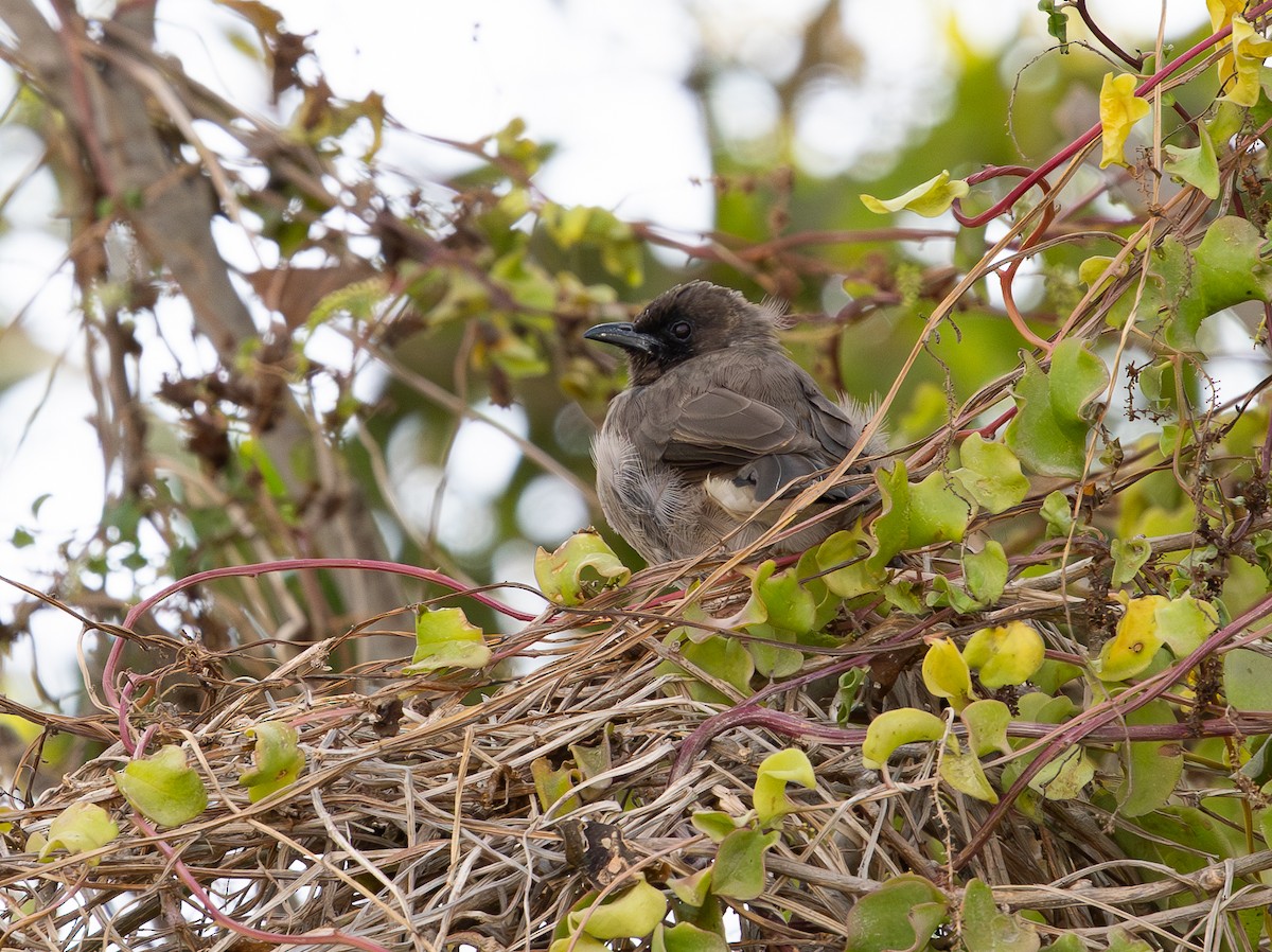 Bulbul arrunta - ML642542390