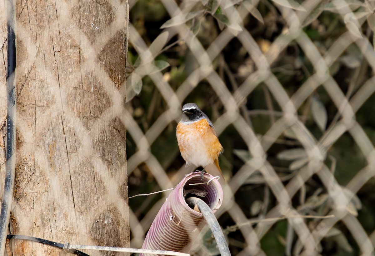 Buztangorri argia - ML642542403