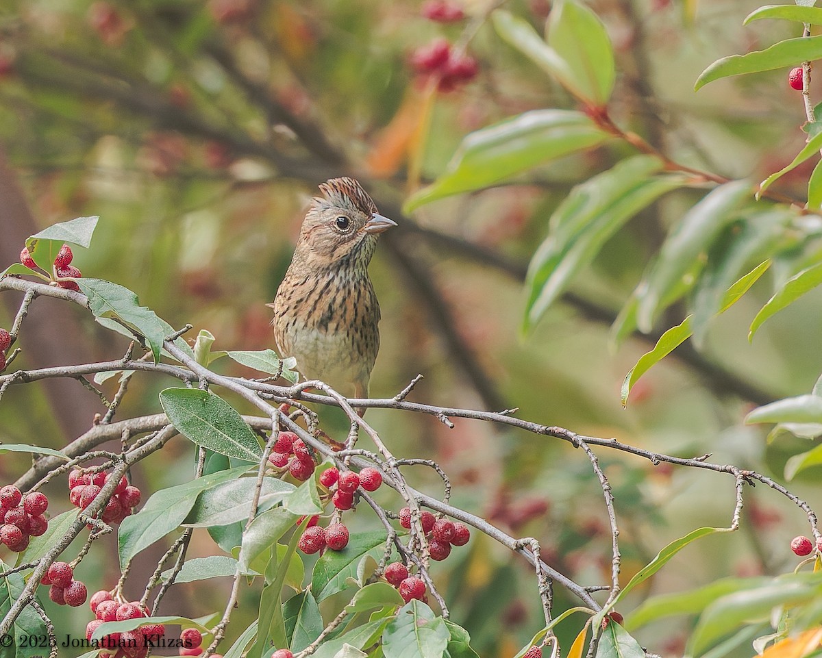 Lincoln's Sparrow - ML642542404