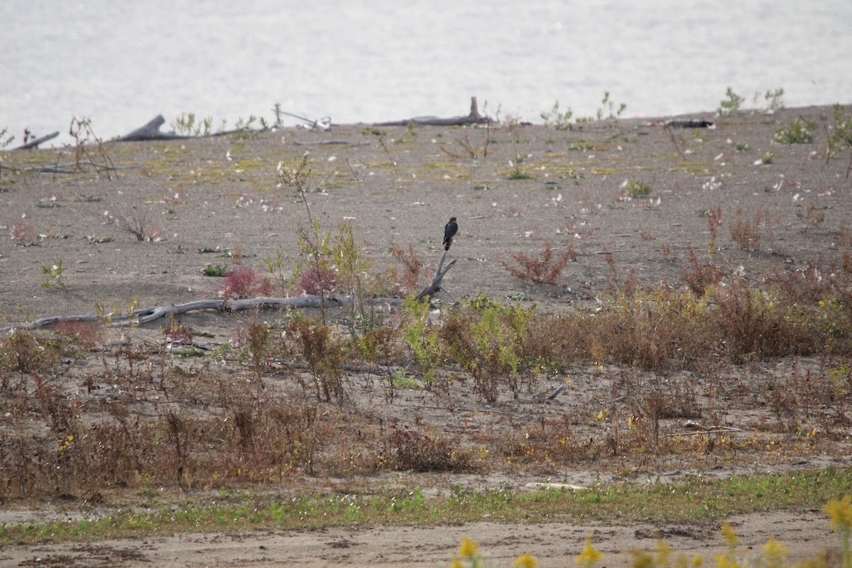 Merlin - ML642542417