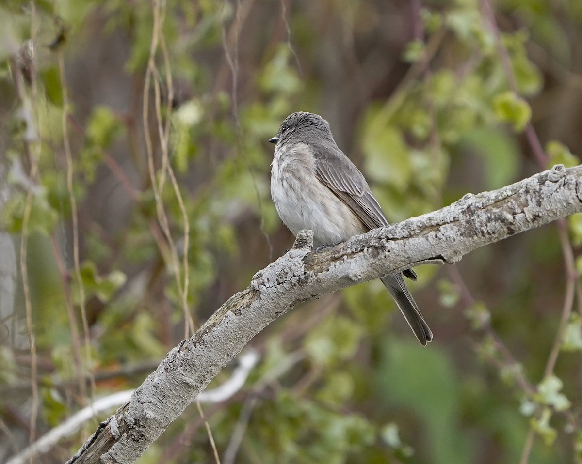 Euli-txori grisa - ML642542419