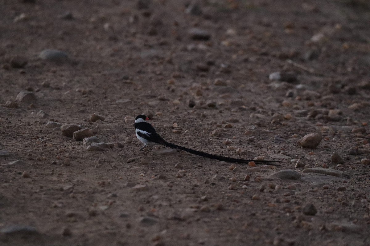 Pin-tailed Whydah - ML642542476