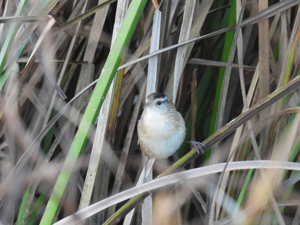 Marsh Wren - ML642542481