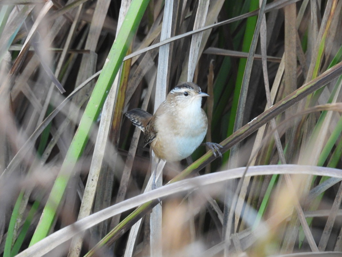 Marsh Wren - ML642542482