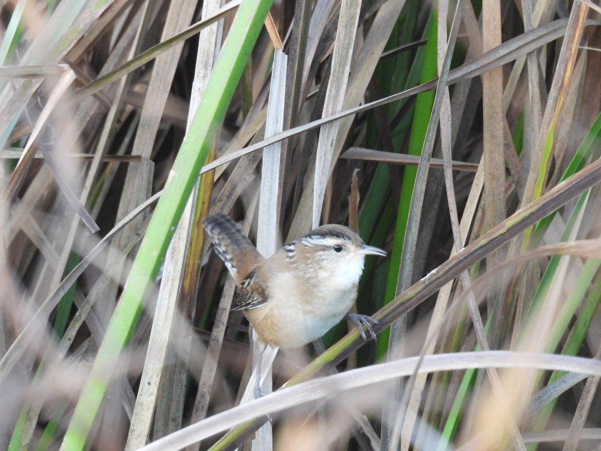 Marsh Wren - ML642542483