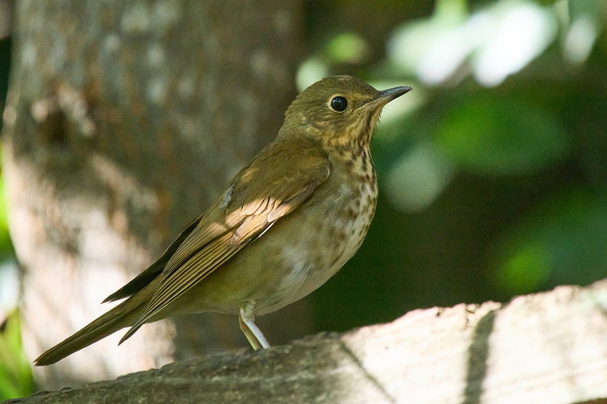Swainson's Thrush - ML642542522