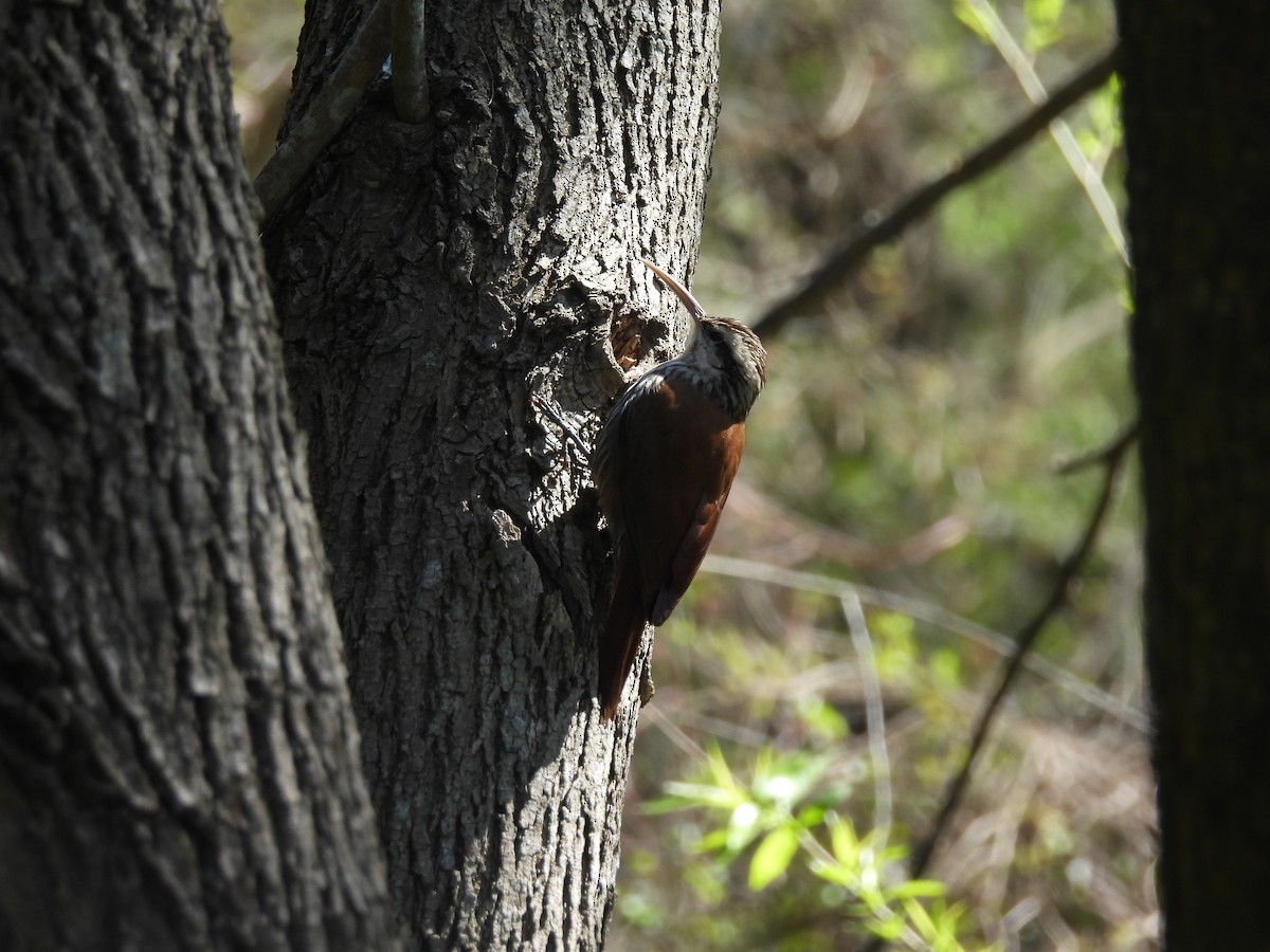 Narrow-billed Woodcreeper - ML642542526
